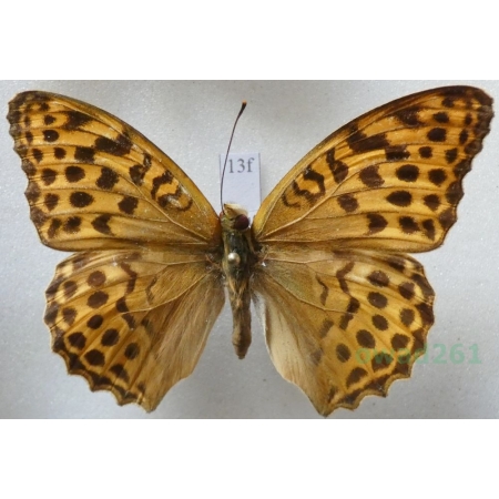 Argynnis paphia (Linnaeus, 1758) female Dostojka malinowiec Czech13f